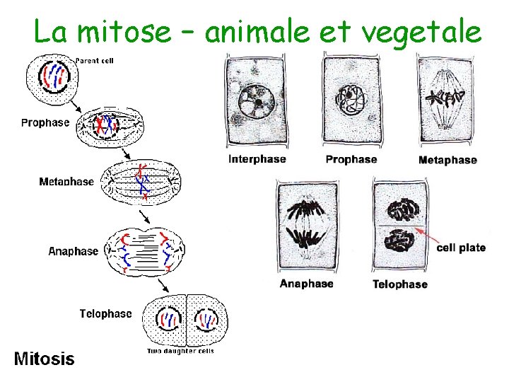 La mitose – animale et vegetale 