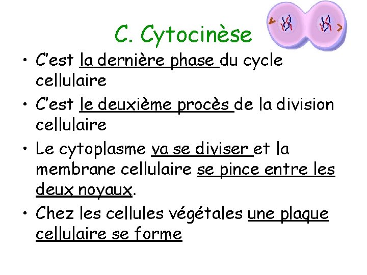 C. Cytocinèse • C’est la dernière phase du cycle cellulaire • C’est le deuxième