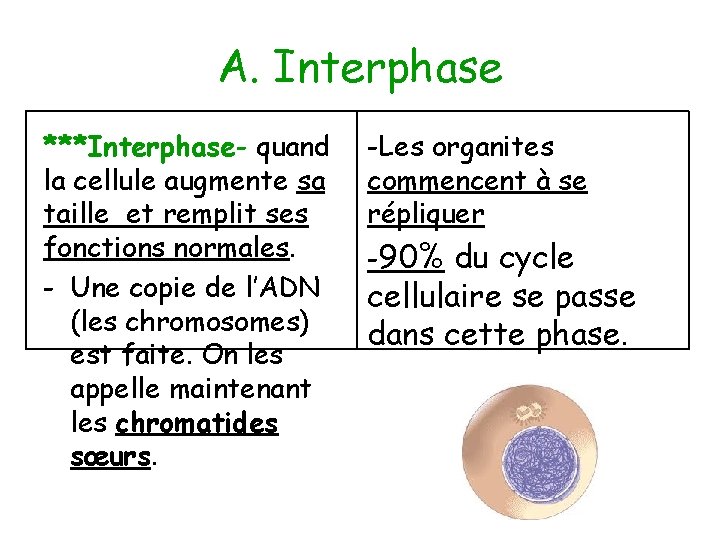 A. Interphase ***Interphase- quand la cellule augmente sa taille et remplit ses fonctions normales.