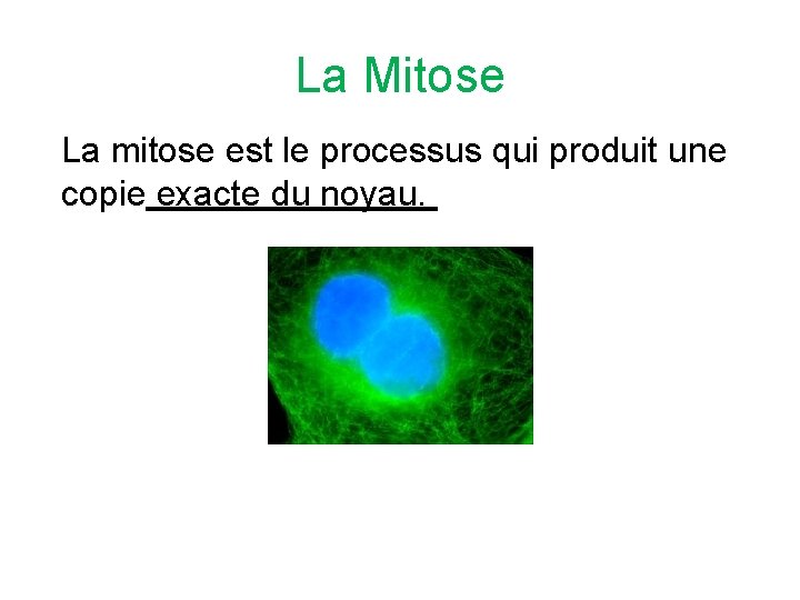 La Mitose La mitose est le processus qui produit une copie exacte du noyau.