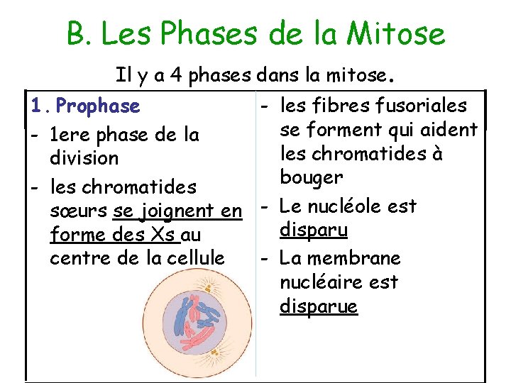B. Les Phases de la Mitose Il y a 4 phases dans la mitose.