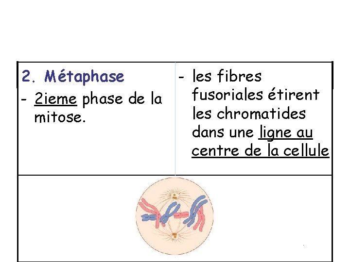 2. Métaphase - 2 ieme phase de la mitose. - les fibres fusoriales étirent