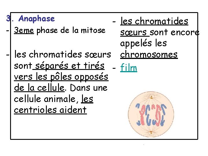 3. Anaphase - les chromatides - 3 eme phase de la mitose sœurs sont