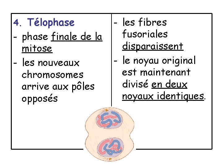 4. Télophase - phase finale de la mitose - les nouveaux chromosomes arrive aux