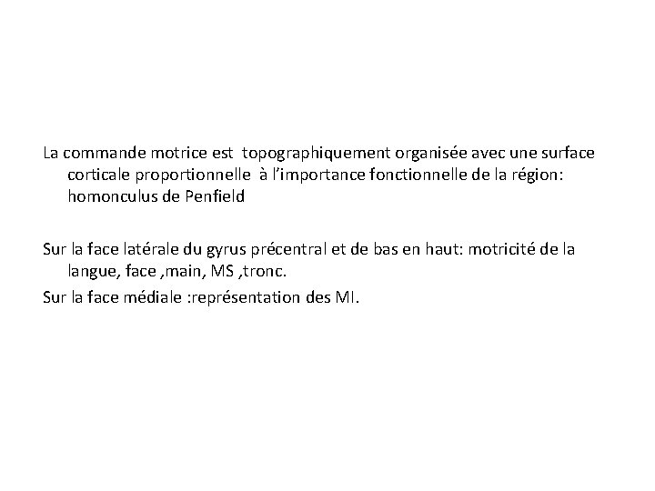 La commande motrice est topographiquement organisée avec une surface corticale proportionnelle à l’importance fonctionnelle