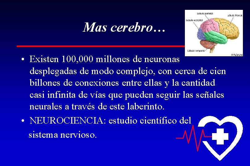 Mas cerebro… • Existen 100, 000 millones de neuronas desplegadas de modo complejo, con