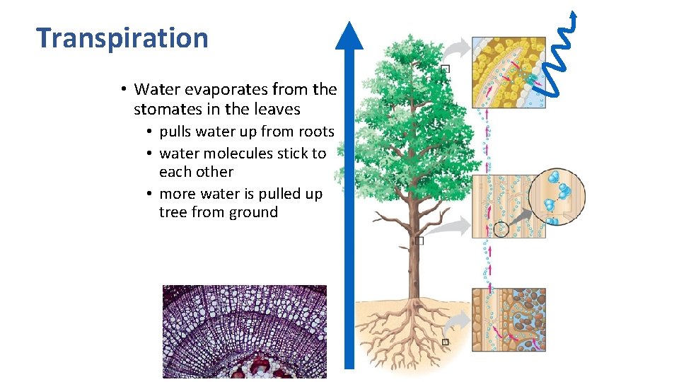 Transpiration System Photosynthesis Energy balance of Respiration and Photosynthesis Completely