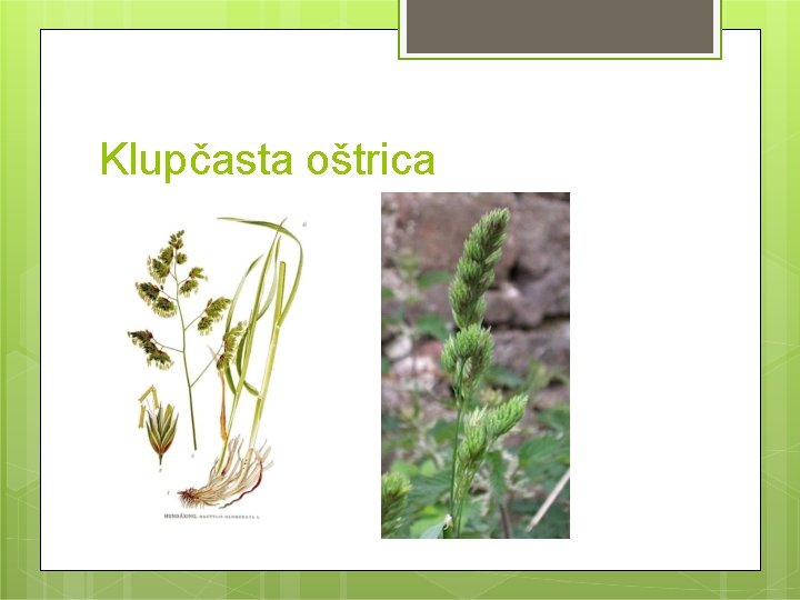 Klupčasta oštrica 