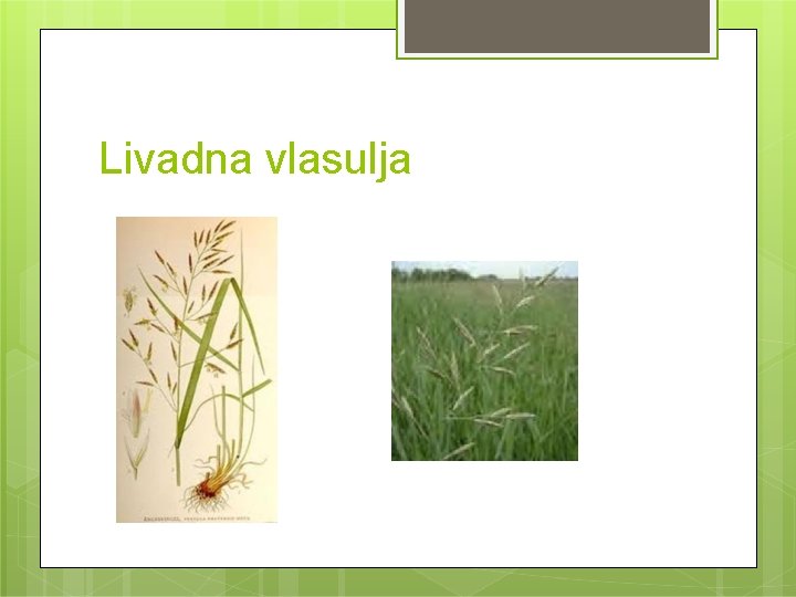 Livadna vlasulja 