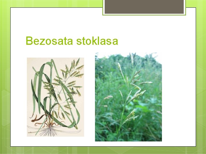 Bezosata stoklasa 