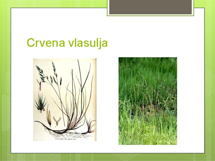Crvena vlasulja 