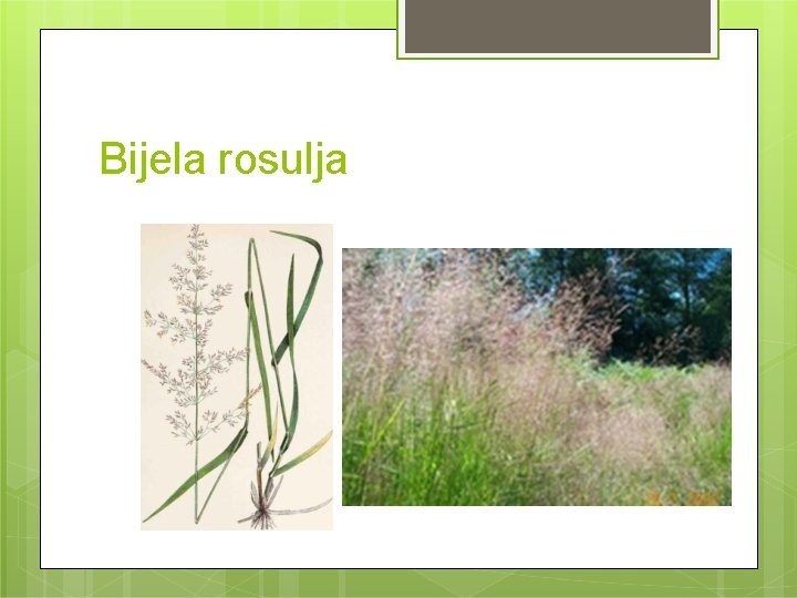 Bijela rosulja 