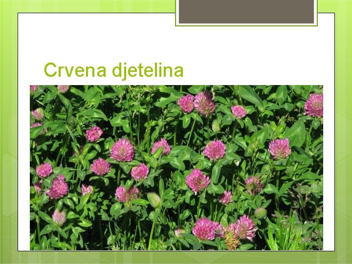 Crvena djetelina 