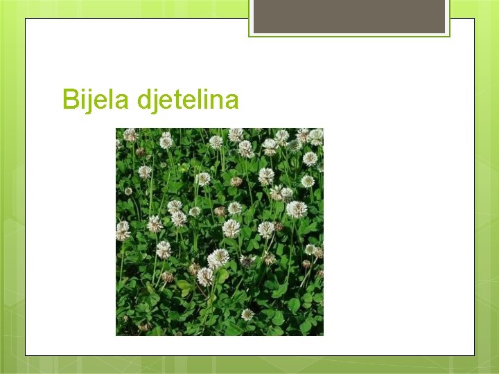 Bijela djetelina 