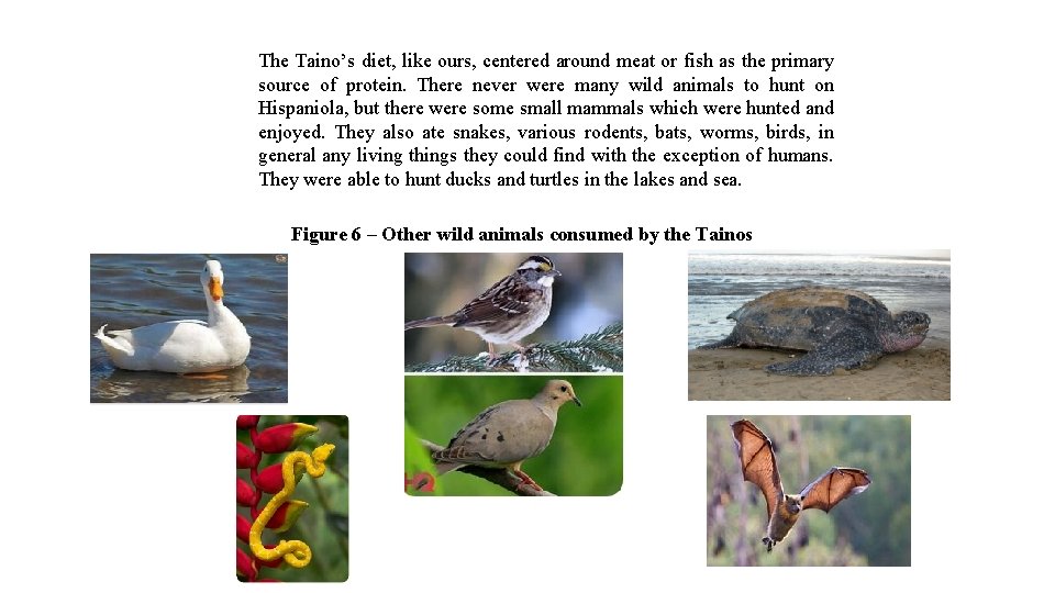 The Taino’s diet, like ours, centered around meat or fish as the primary source
