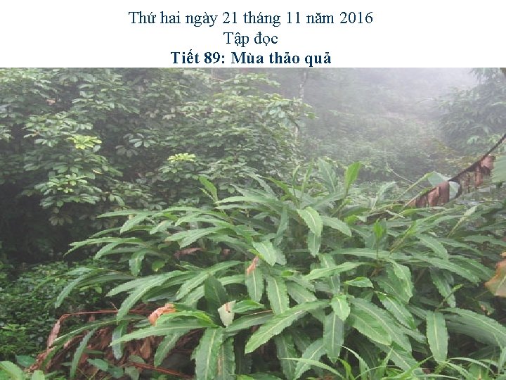 Thứ hai ngày 21 tháng 11 năm 2016 Tập đọc Tiết 89: Mùa thảo