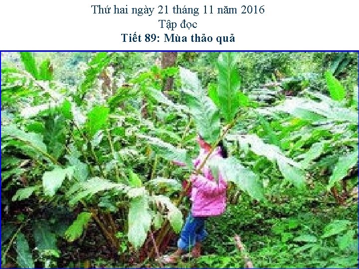 Thứ hai ngày 21 tháng 11 năm 2016 Tập đọc Tiết 89: Mùa thảo