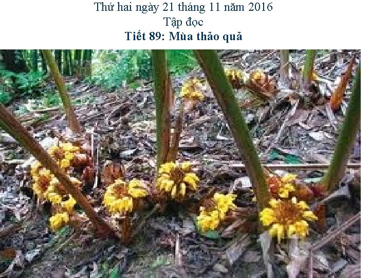 Thứ hai ngày 21 tháng 11 năm 2016 Tập đọc Tiết 89: Mùa thảo