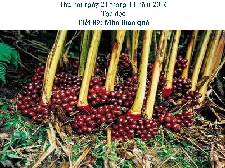 Thứ hai ngày 21 tháng 11 năm 2016 Tập đọc Tiết 89: Mùa thảo