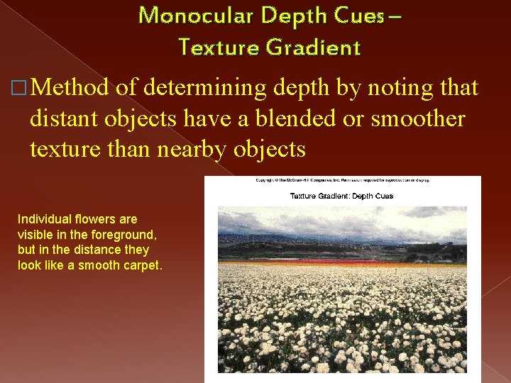 Monocular Depth Cues – Texture Gradient � Method of determining depth by noting that