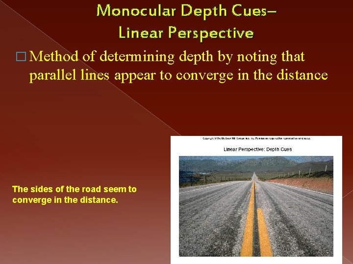 Monocular Depth Cues– Linear Perspective � Method of determining depth by noting that parallel