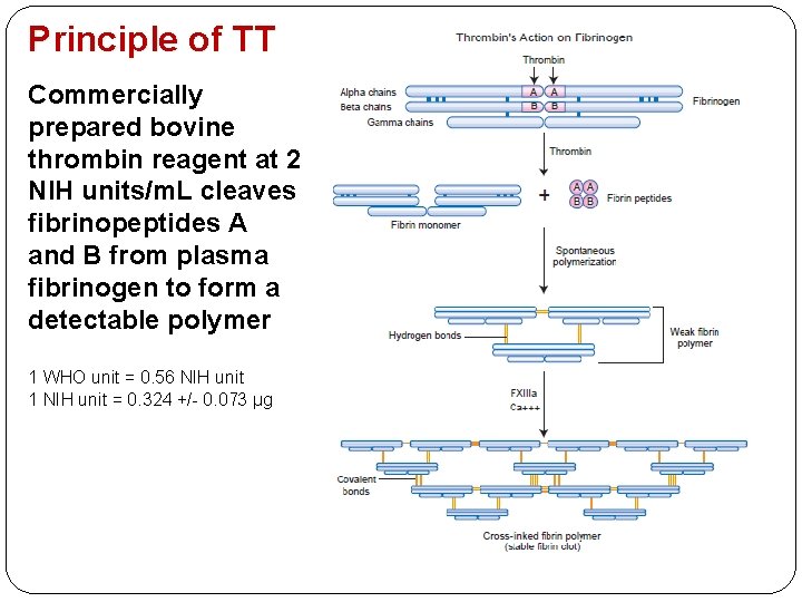 Principle of TT Commercially prepared bovine thrombin reagent at 2 NIH units/m. L cleaves
