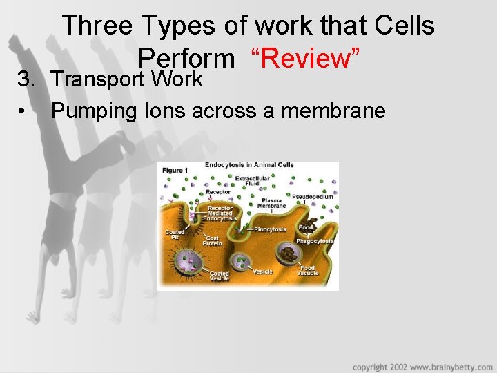 Three Types of work that Cells Perform “Review” 3. Transport Work • Pumping Ions