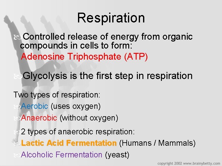 Respiration Controlled release of energy from organic compounds in cells to form: Adenosine Triphosphate