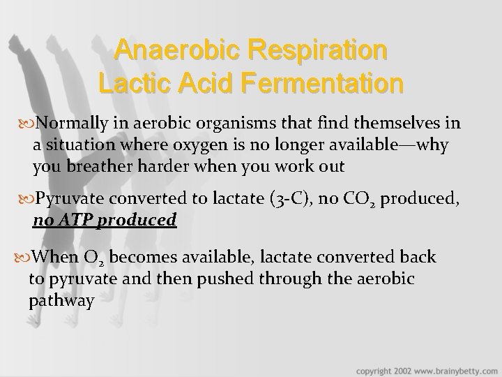 Anaerobic Respiration Lactic Acid Fermentation Normally in aerobic organisms that find themselves in a