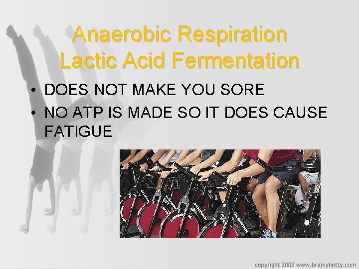Anaerobic Respiration Lactic Acid Fermentation • DOES NOT MAKE YOU SORE • NO ATP