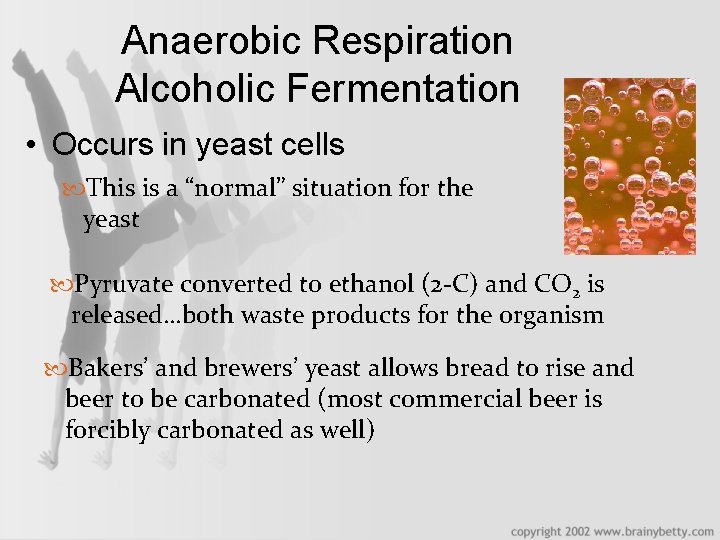 Anaerobic Respiration Alcoholic Fermentation • Occurs in yeast cells This is a “normal” situation