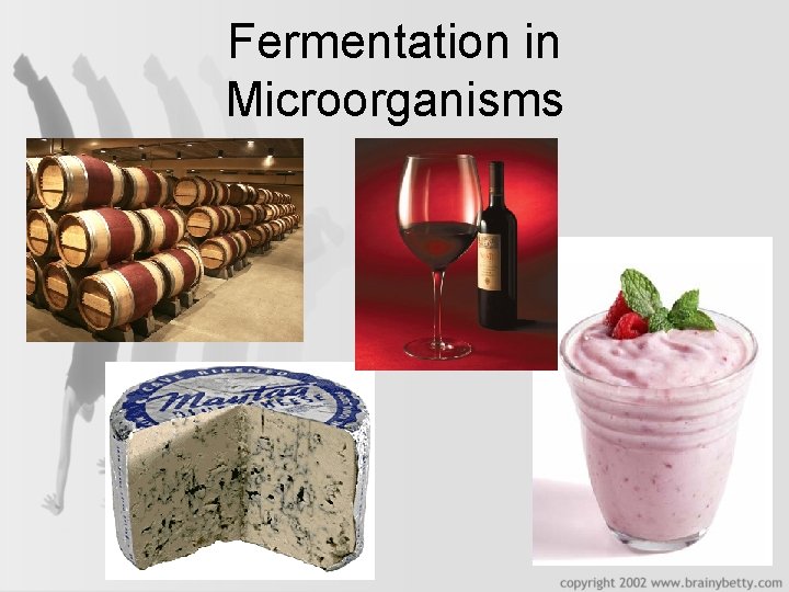Fermentation in Microorganisms 