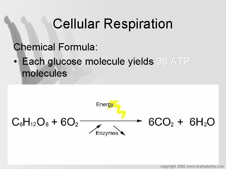 Cellular Respiration Chemical Formula: • Each glucose molecule yields 38 ATP molecules 