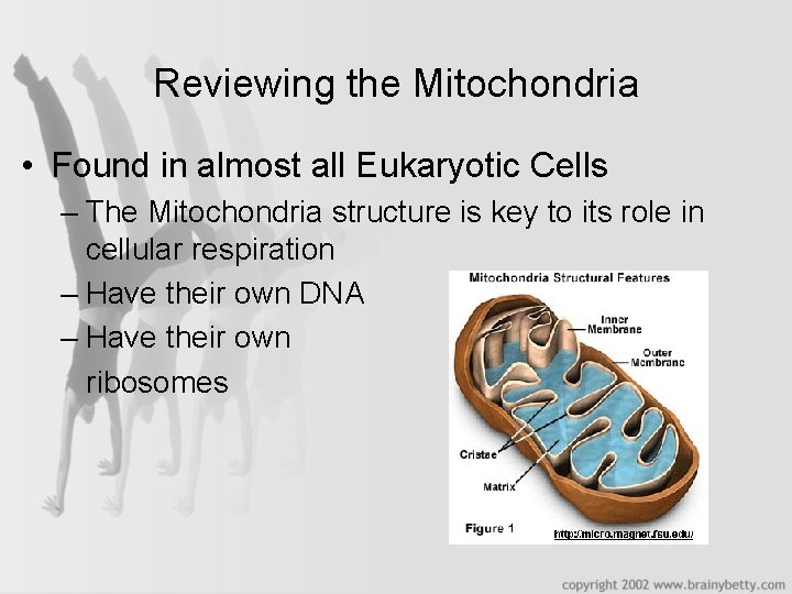 Reviewing the Mitochondria • Found in almost all Eukaryotic Cells – The Mitochondria structure