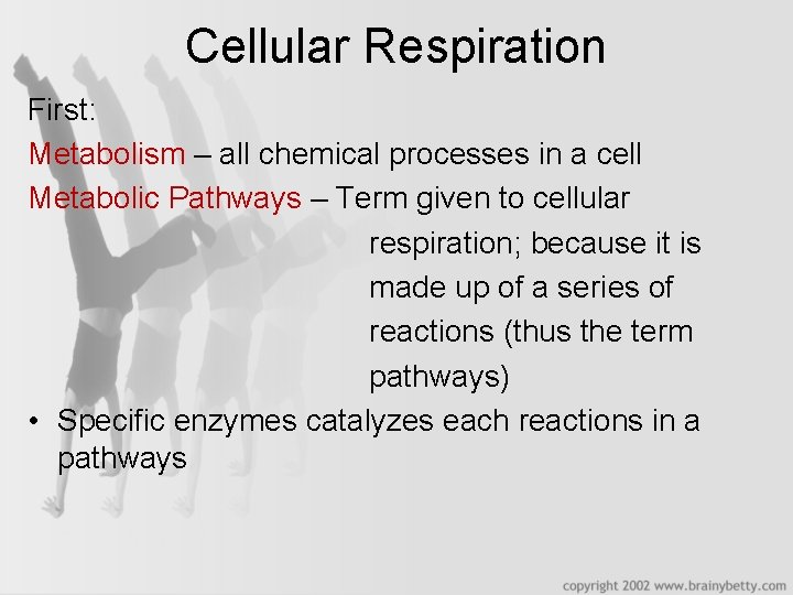 Cellular Respiration First: Metabolism – all chemical processes in a cell Metabolic Pathways –