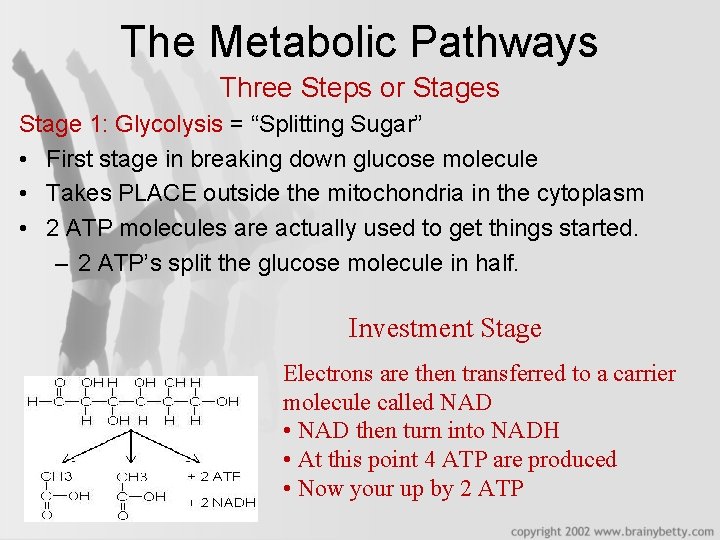 The Metabolic Pathways Three Steps or Stages Stage 1: Glycolysis = “Splitting Sugar” •