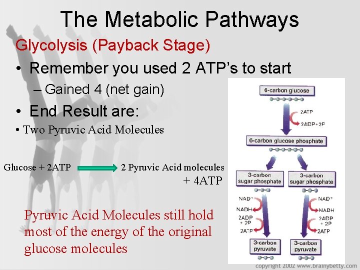 The Metabolic Pathways Glycolysis (Payback Stage) • Remember you used 2 ATP’s to start