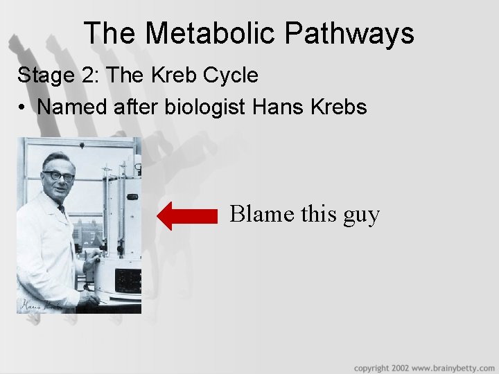 The Metabolic Pathways Stage 2: The Kreb Cycle • Named after biologist Hans Krebs