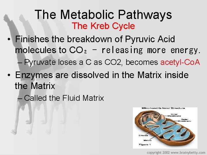 The Metabolic Pathways The Kreb Cycle • Finishes the breakdown of Pyruvic Acid molecules
