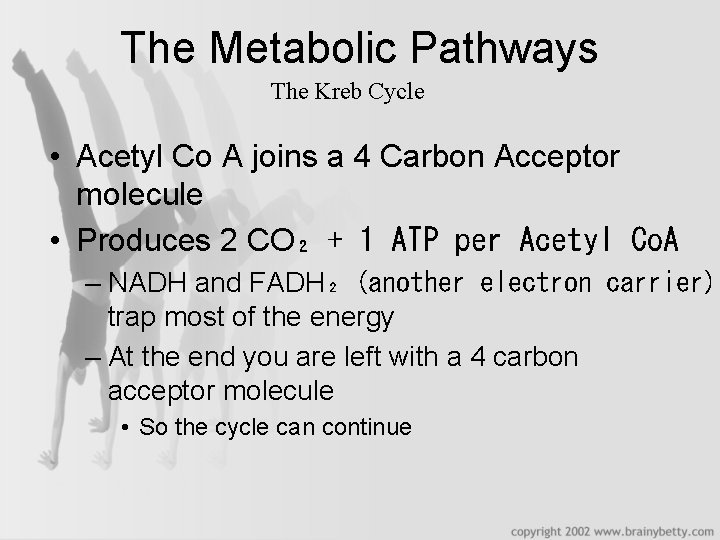The Metabolic Pathways The Kreb Cycle • Acetyl Co A joins a 4 Carbon