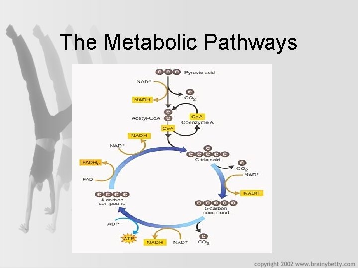 The Metabolic Pathways 