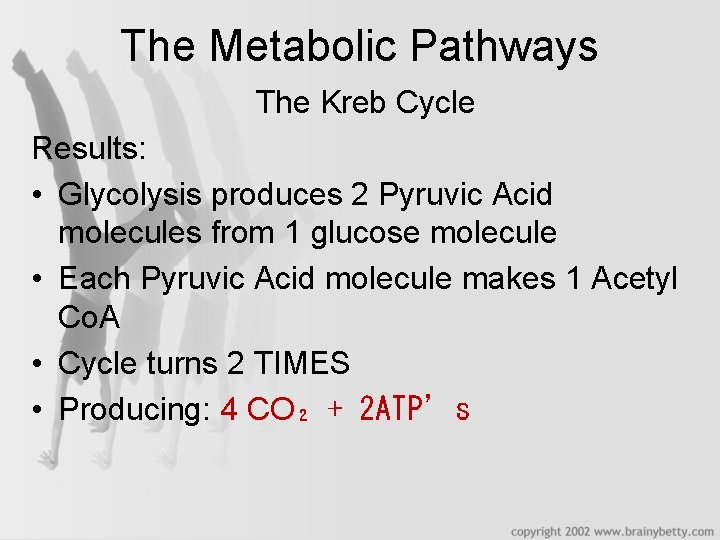 The Metabolic Pathways The Kreb Cycle Results: • Glycolysis produces 2 Pyruvic Acid molecules