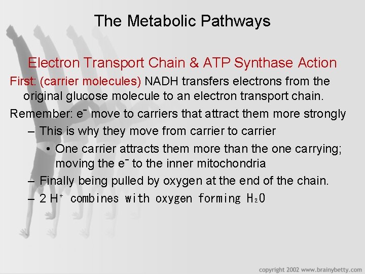 The Metabolic Pathways Electron Transport Chain & ATP Synthase Action First: (carrier molecules) NADH