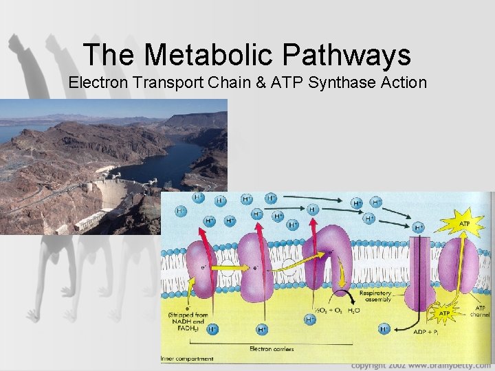 The Metabolic Pathways Electron Transport Chain & ATP Synthase Action 