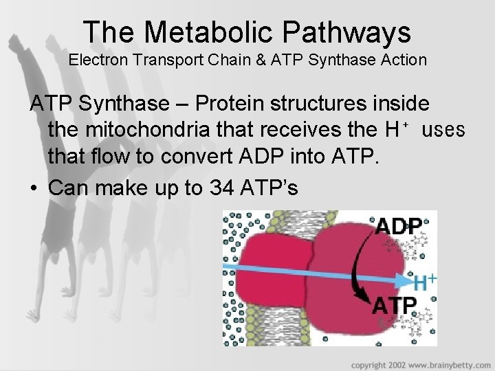 The Metabolic Pathways Electron Transport Chain & ATP Synthase Action ATP Synthase – Protein