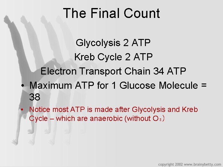 The Final Count Glycolysis 2 ATP Kreb Cycle 2 ATP Electron Transport Chain 34