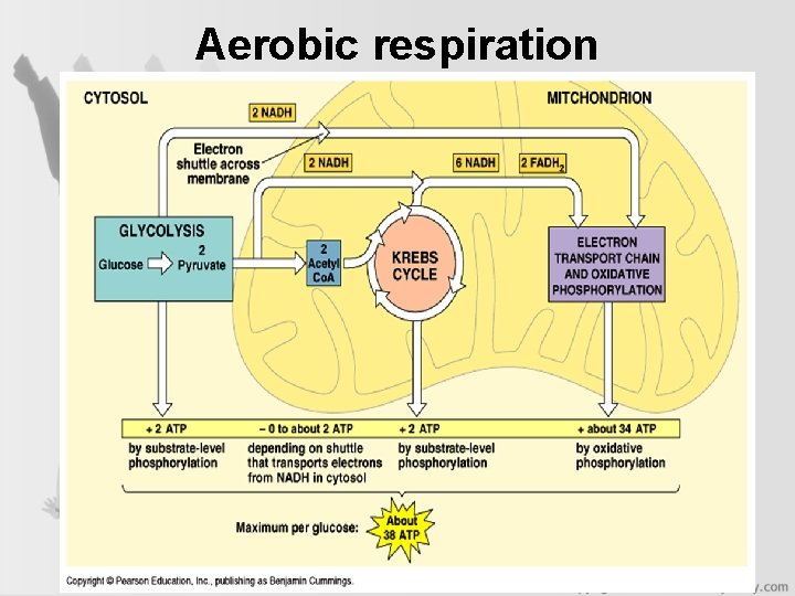 Aerobic respiration 