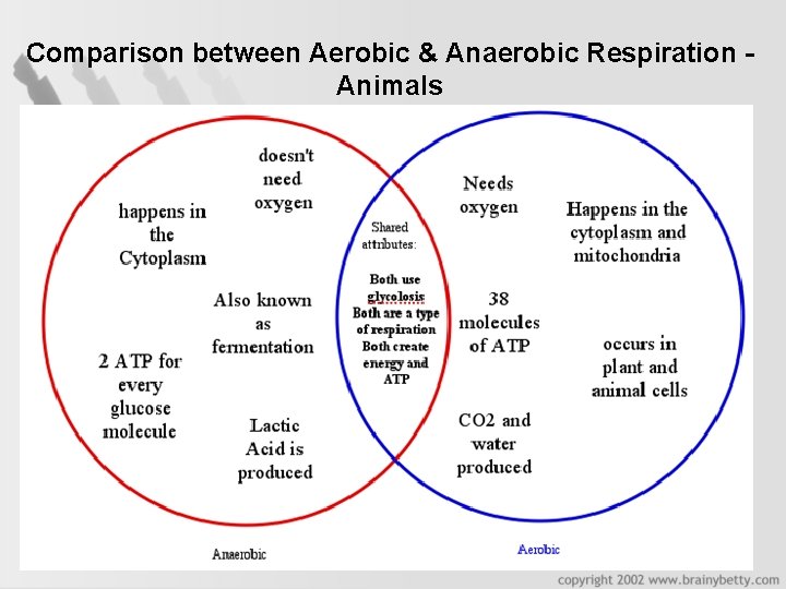 Comparison between Aerobic & Anaerobic Respiration Animals 