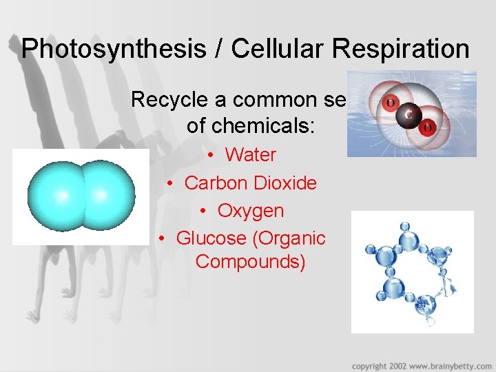 Photosynthesis / Cellular Respiration Recycle a common set of chemicals: • Water • Carbon
