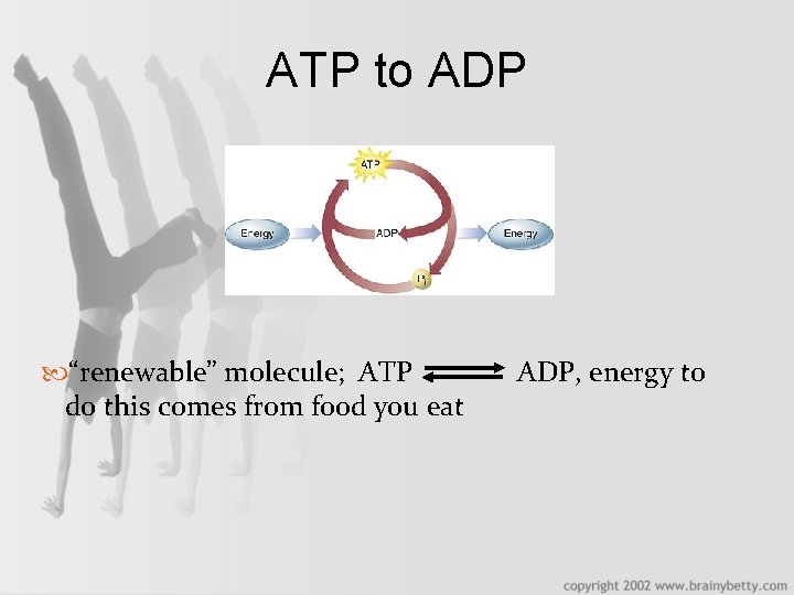 ATP to ADP “renewable” molecule; ATP do this comes from food you eat ADP,